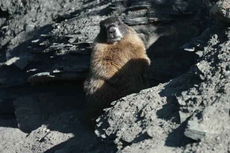 Move over bears. Fat Marmot Week puts a spotlight on the alpine rodents